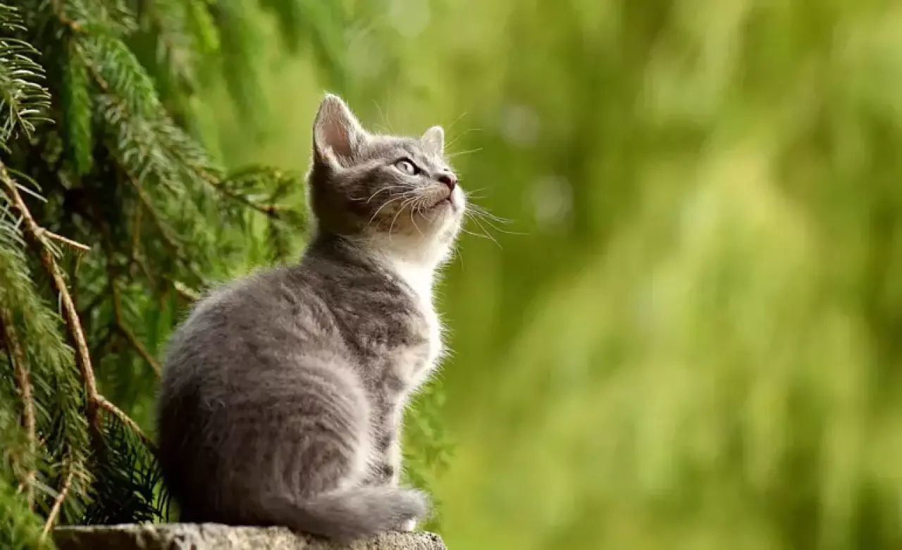 Rüyada Kedi Görmek Ne Anlama Gelir? | Rüyada Eve Kedi Girmesi ve Yavru Kedi Görmenin Tabirleri 7