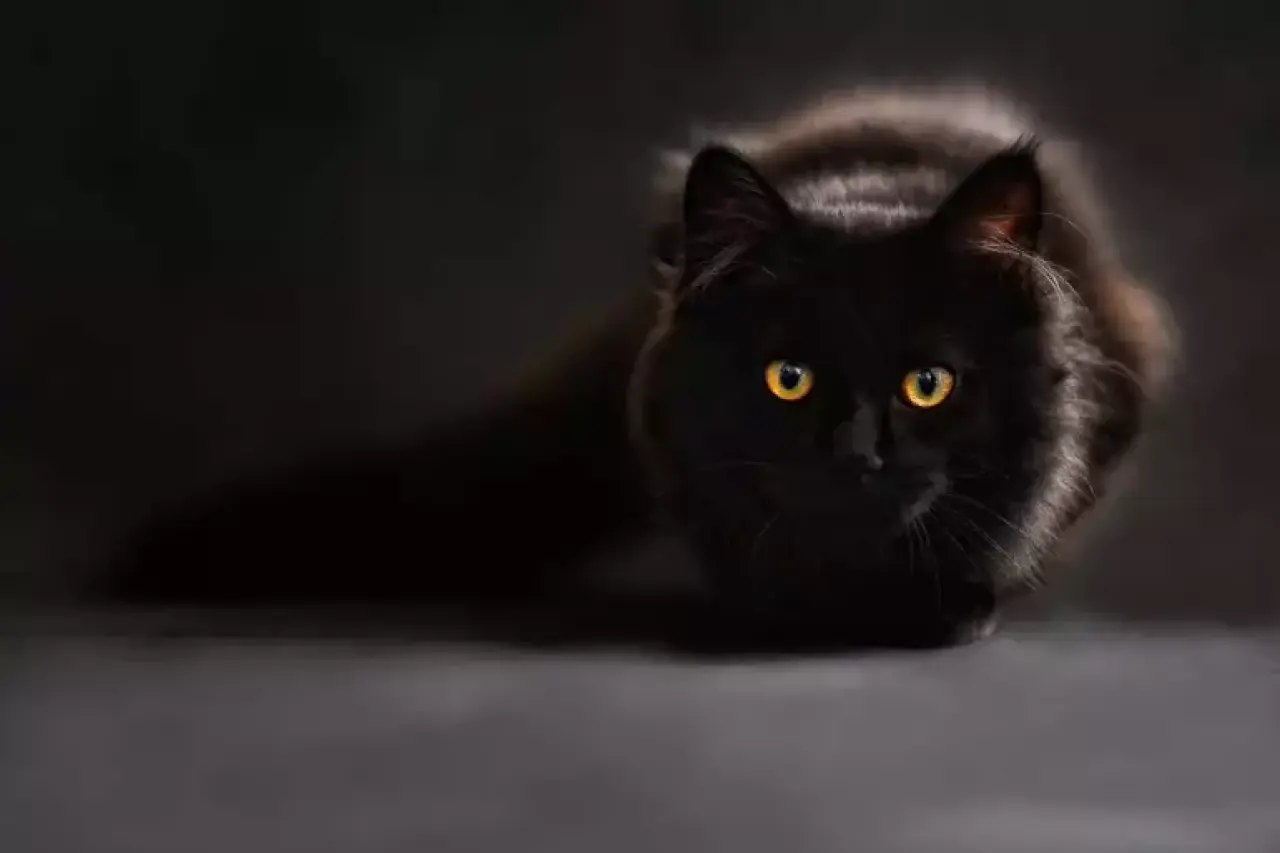 Rüyada Kedi Görmek Ne Anlama Gelir? | Rüyada Eve Kedi Girmesi ve Yavru Kedi Görmenin Tabirleri 6