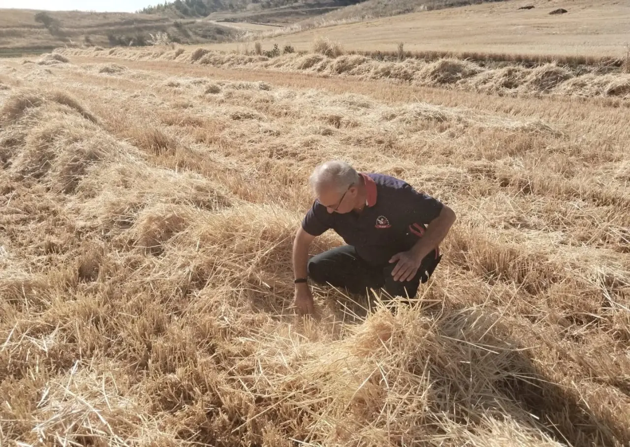 Amasya’da Biçerdöver Hasat Kontrolleri Titizlikle Sürdürülüyor 3
