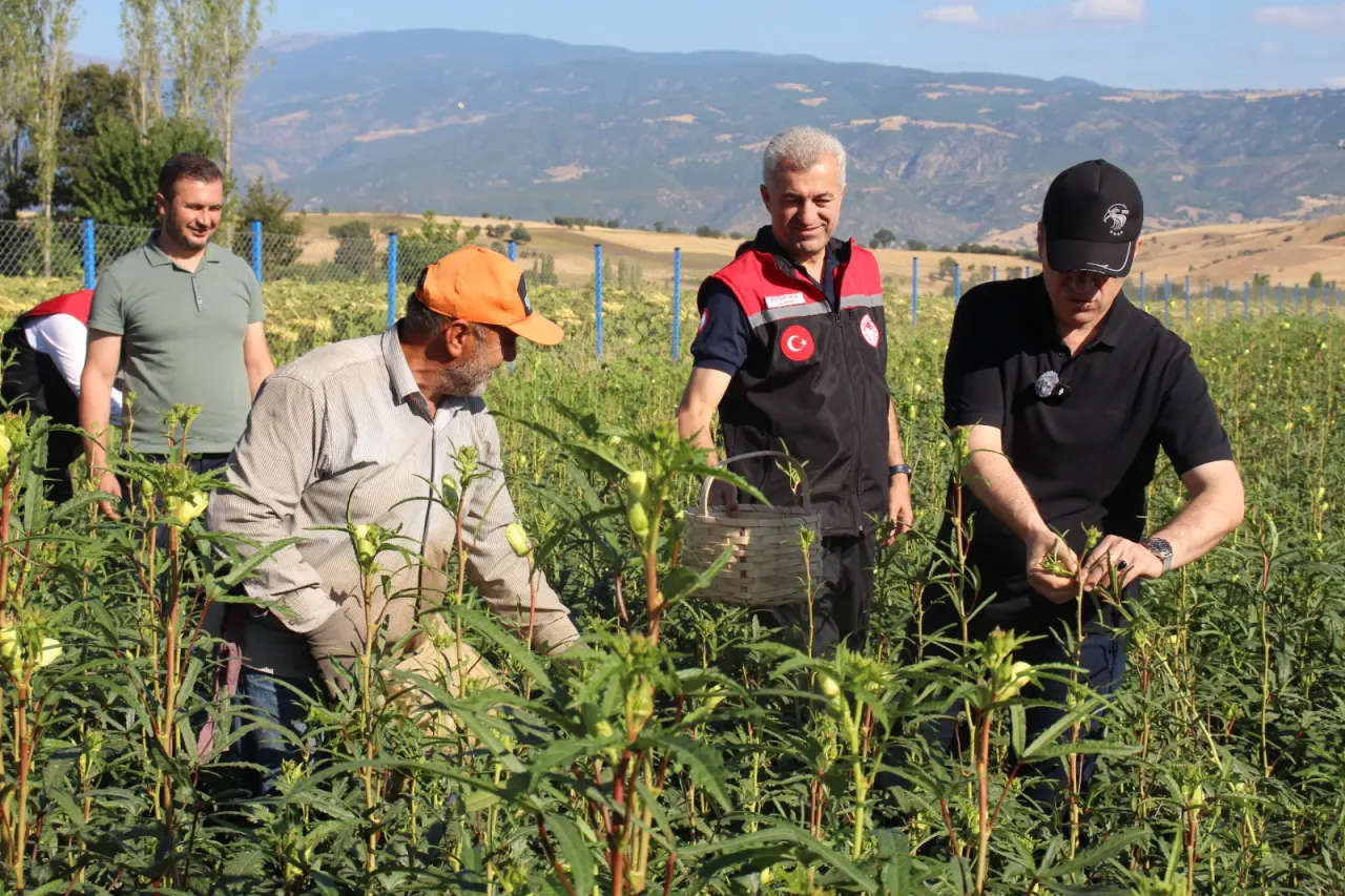 Taşova’da 4 Bin 600 Dekar Alanda Çiçek Bamyası Hasadı Gerçekleşti 1