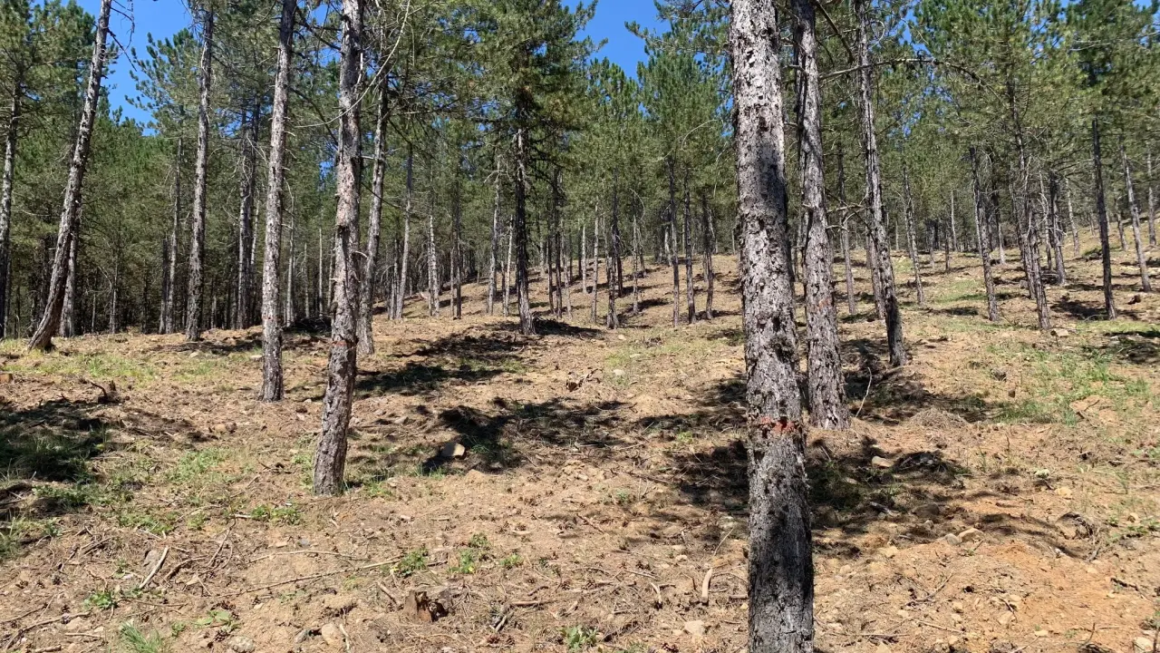 Amasya Orman Bölge Müdürü Ferdi Özer’den İskilip Ormanlarında Silvikültür Denetimi 5