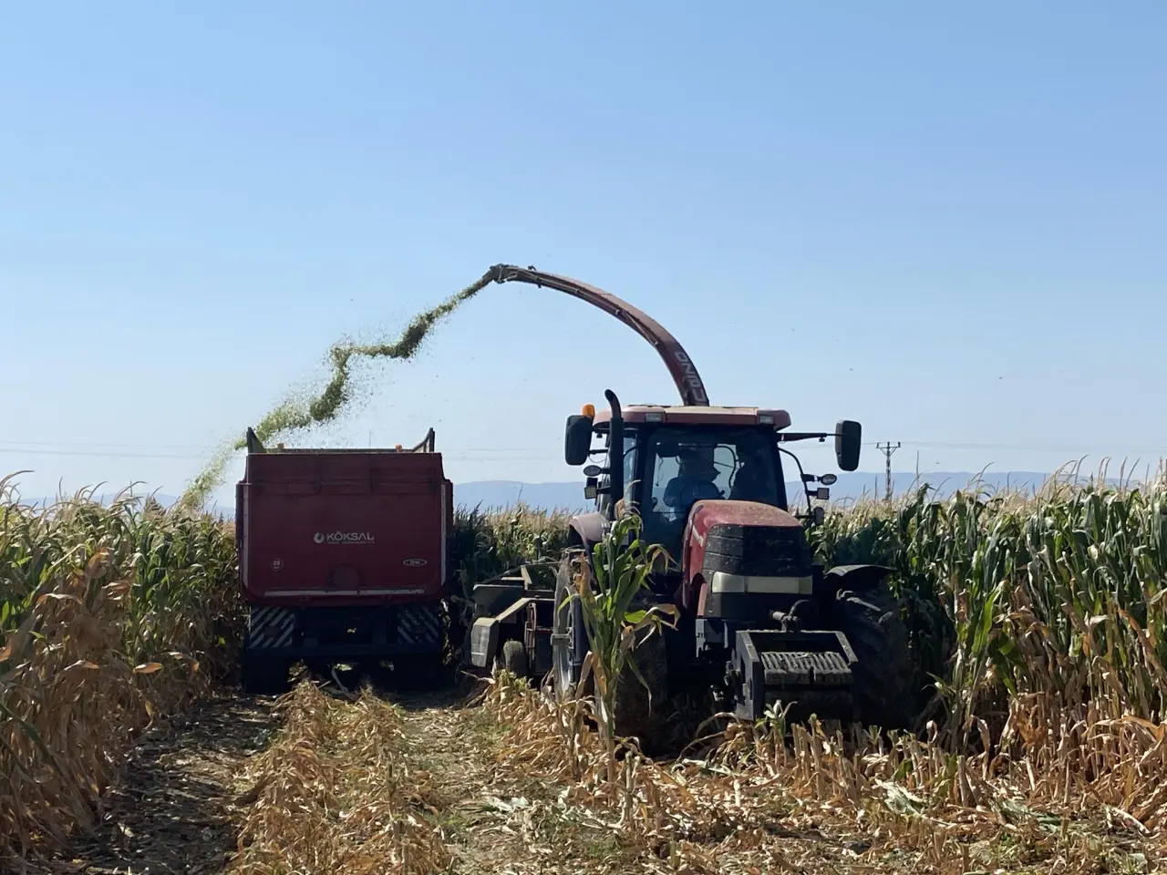 Sözleşmeli Mısır Hasadı Başladı 4