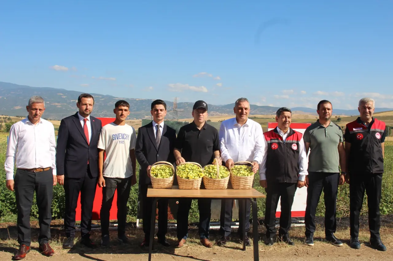 Taşova’da 4 Bin 600 Dekar Alanda Çiçek Bamyası Hasadı Gerçekleşti 4