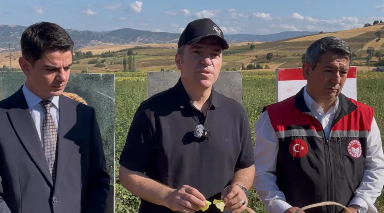 Taşova’da 4 Bin 600 Dekar Alanda Çiçek Bamyası Hasadı Gerçekleşti 2