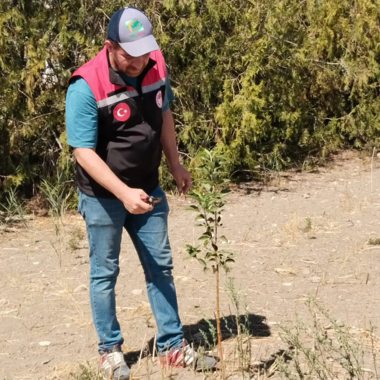 Amasya Misket Elması Gen Bahçesinde Fidan Bakımları Titizlikle Sürdürülüyor 1