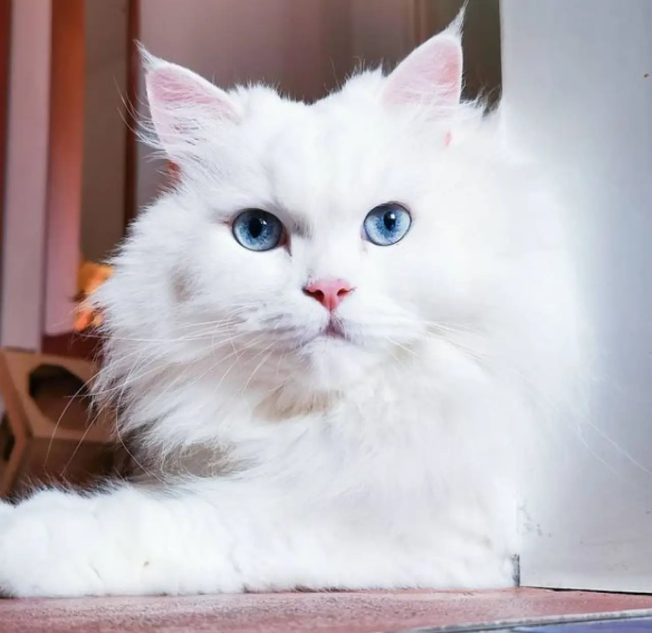 Rüyada Kedi Görmek Ne Demek? İşte Rüya Tabirleri ve Anlamları 4