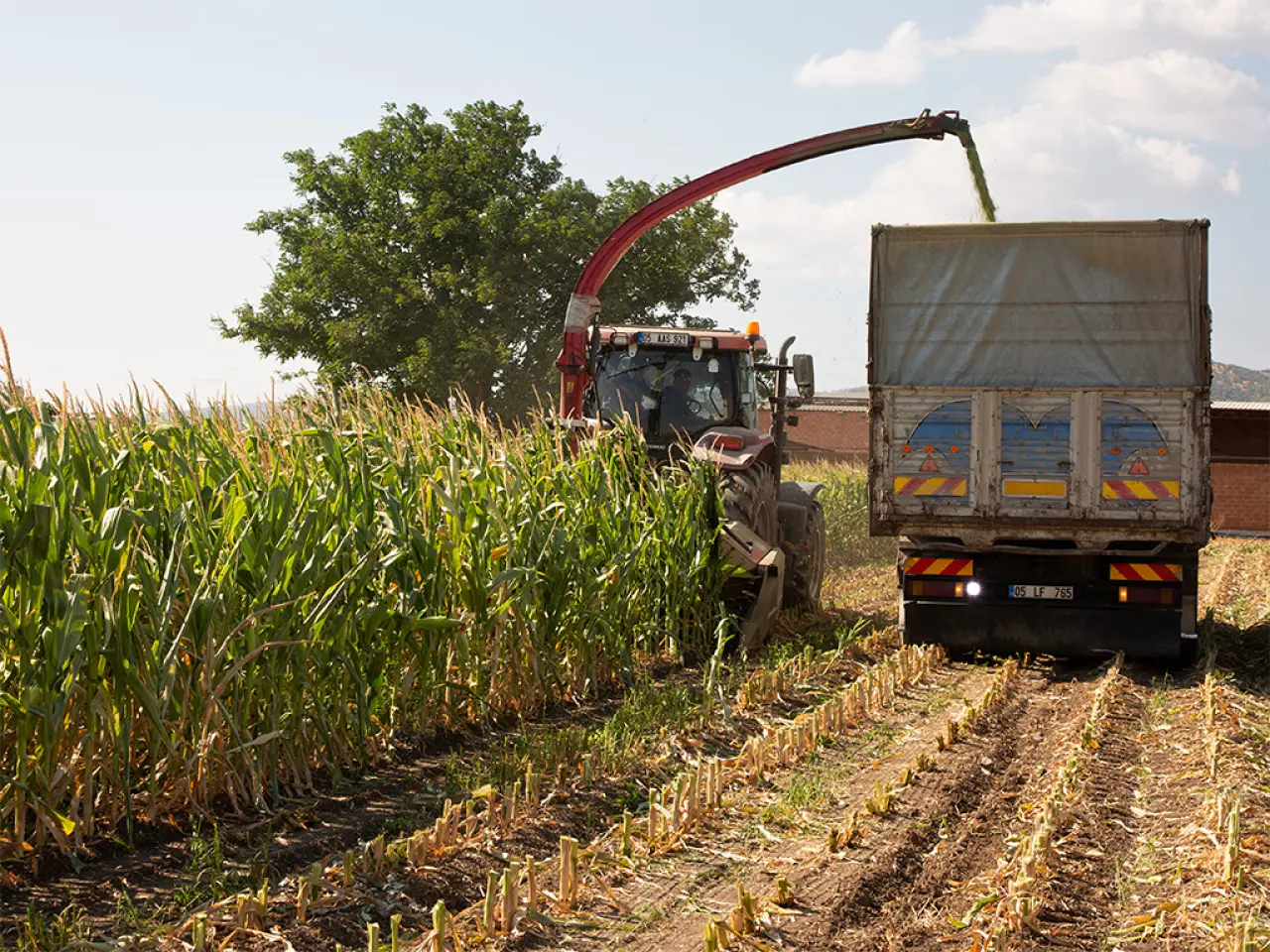 Amasya DSYB’den Üreticilere Mısır Silajı Biçme ve Paketleme Desteği 3