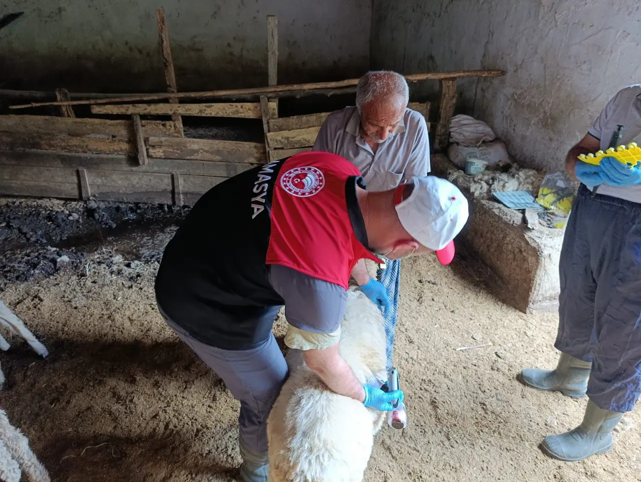 Amasya’da Küçükbaş Hayvanlarda Aşılama ve Küpeleme Çalışmaları Sürüyor 4