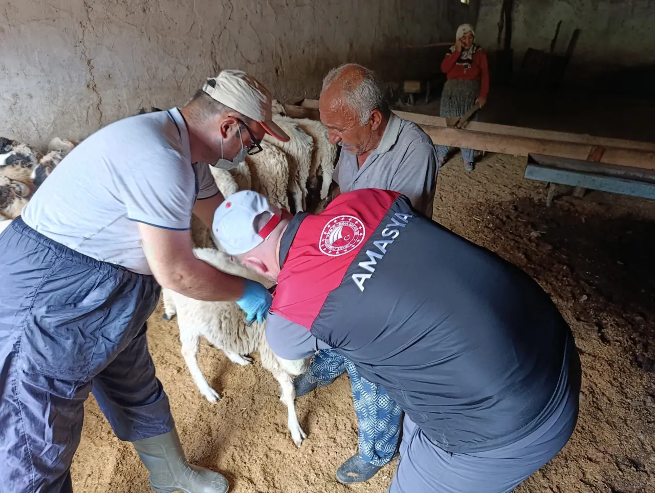 Amasya’da Küçükbaş Hayvanlarda Aşılama ve Küpeleme Çalışmaları Sürüyor 1