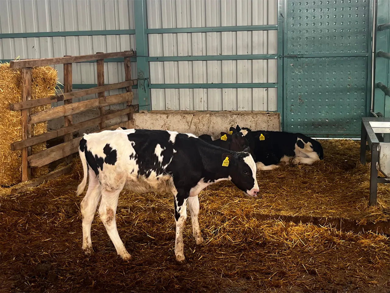 Amasya’da Hayvancılığa Can Veren Proje! 4