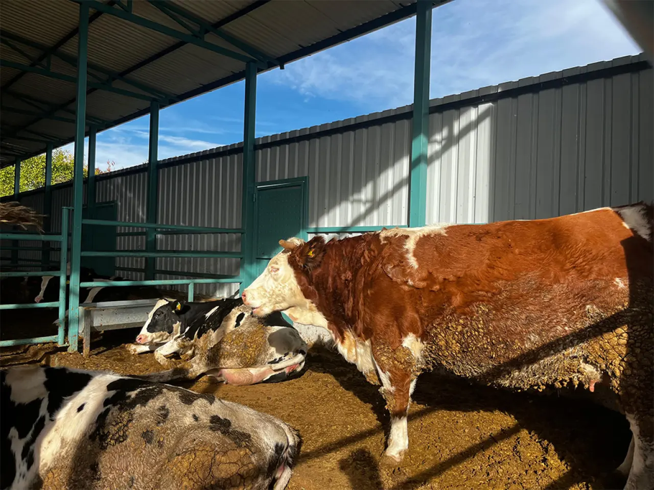 Amasya’da Hayvancılığa Can Veren Proje! 3