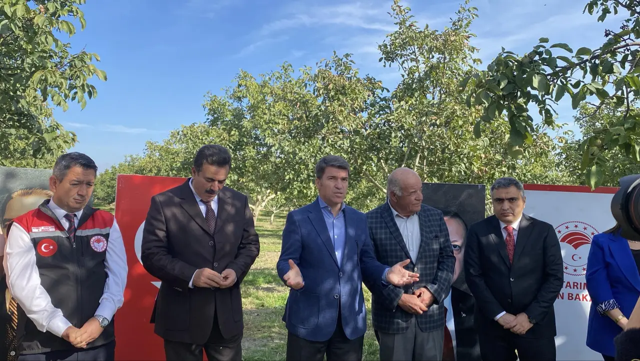 Merzifon’da Ceviz Hasadı: Vali Bakan Üreticilerle Bahçede 5