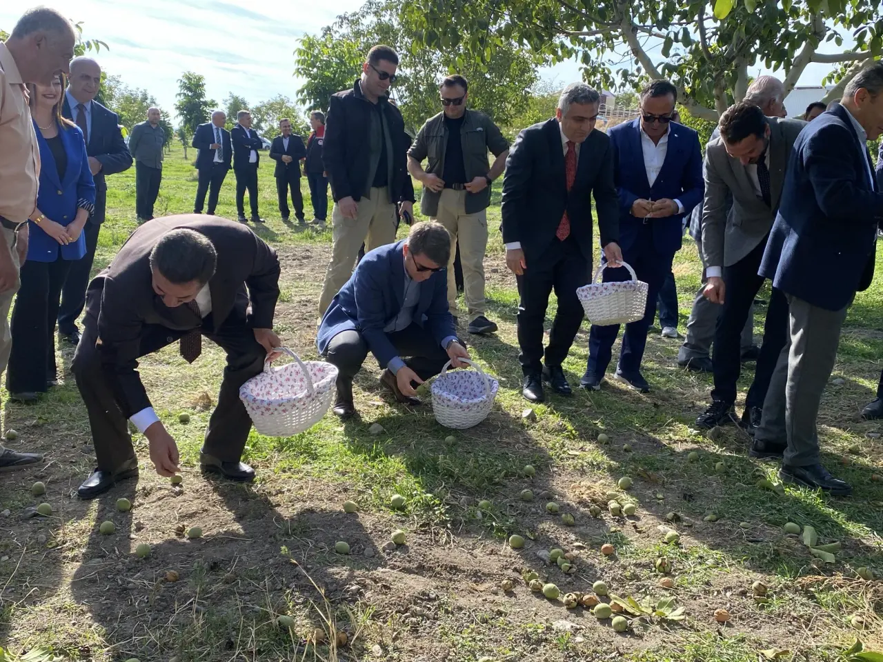 Merzifon’da Ceviz Hasadı: Vali Bakan Üreticilerle Bahçede 6