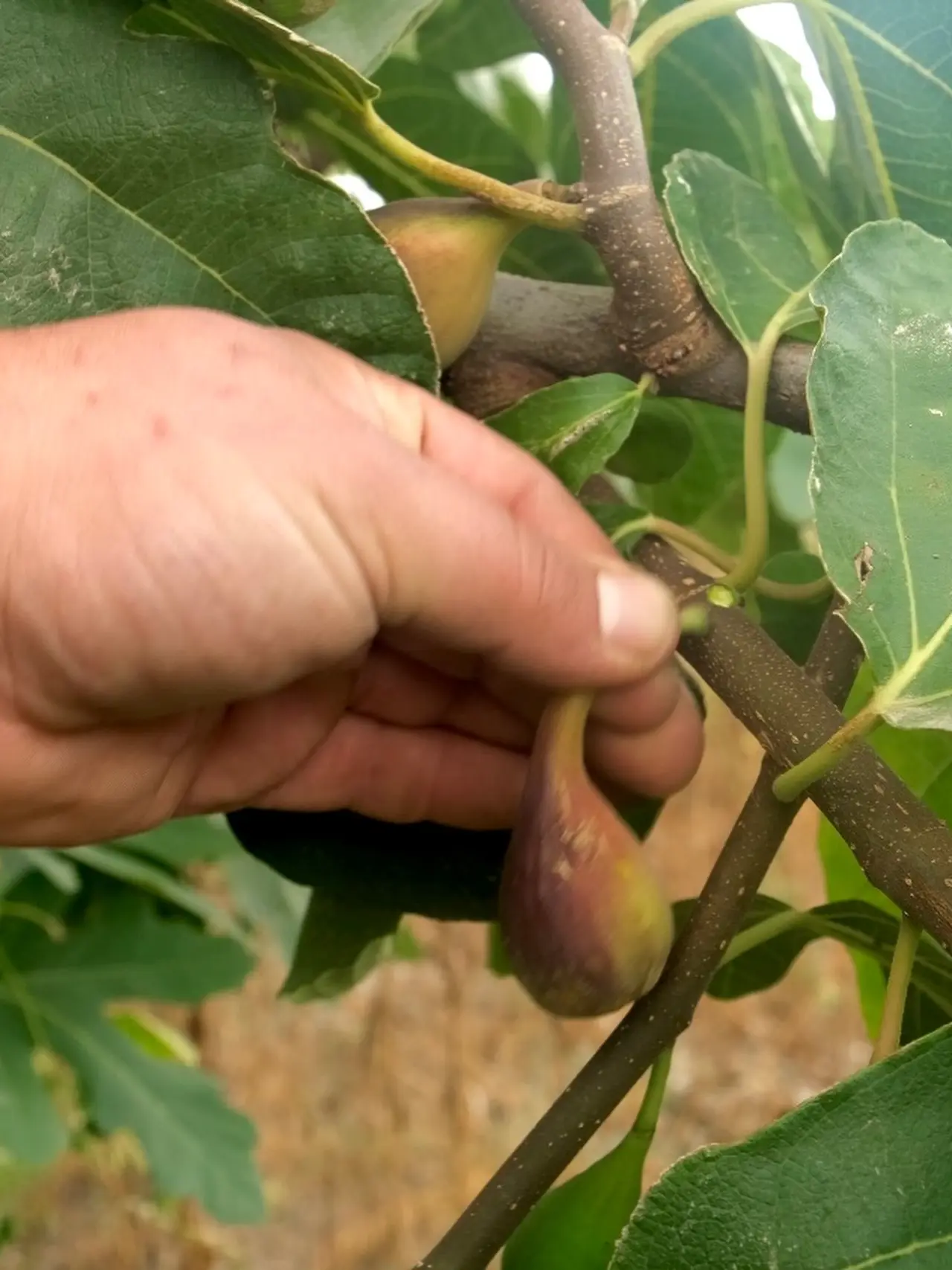 Amesia Gıda’dan Sözleşmeli Tarım 2