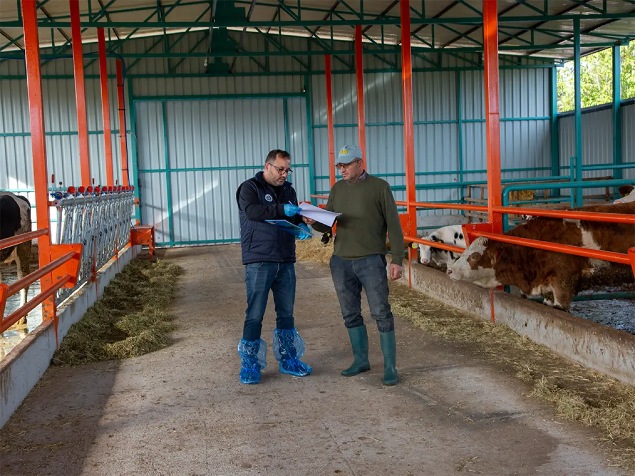 Amasya’da Hayvancılığa Can Veren Proje! 1