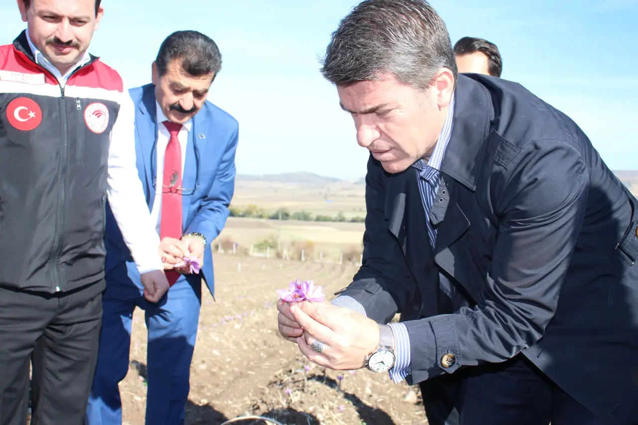 Ayvalıpınar Köyü’nde Safran Hasadı Başladı 2