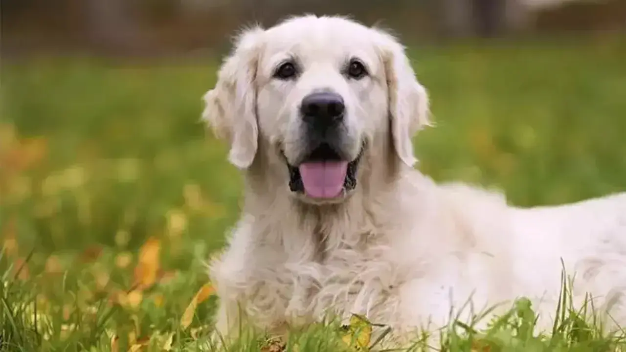 Rüyada Köpek Görmek Ne Anlama Gelir? İşte Merak Edilen Yorumlar 3
