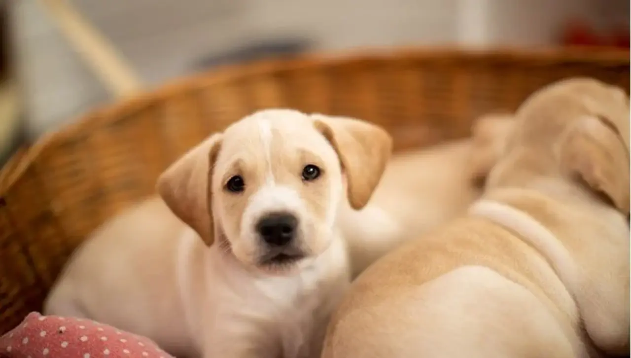 Rüyada Köpek Görmek Ne Anlama Gelir? İşte Merak Edilen Yorumlar 2