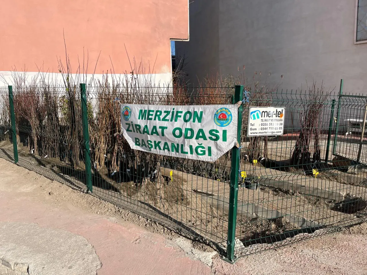 Merzifon Ziraat Odası’nda Meyve Fidanı Satışları Başladı 1