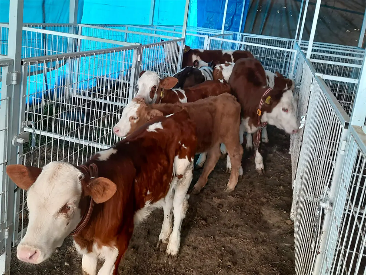 Amasya DSYB’den Hayvan Islahında Kararlı Çalışma 6