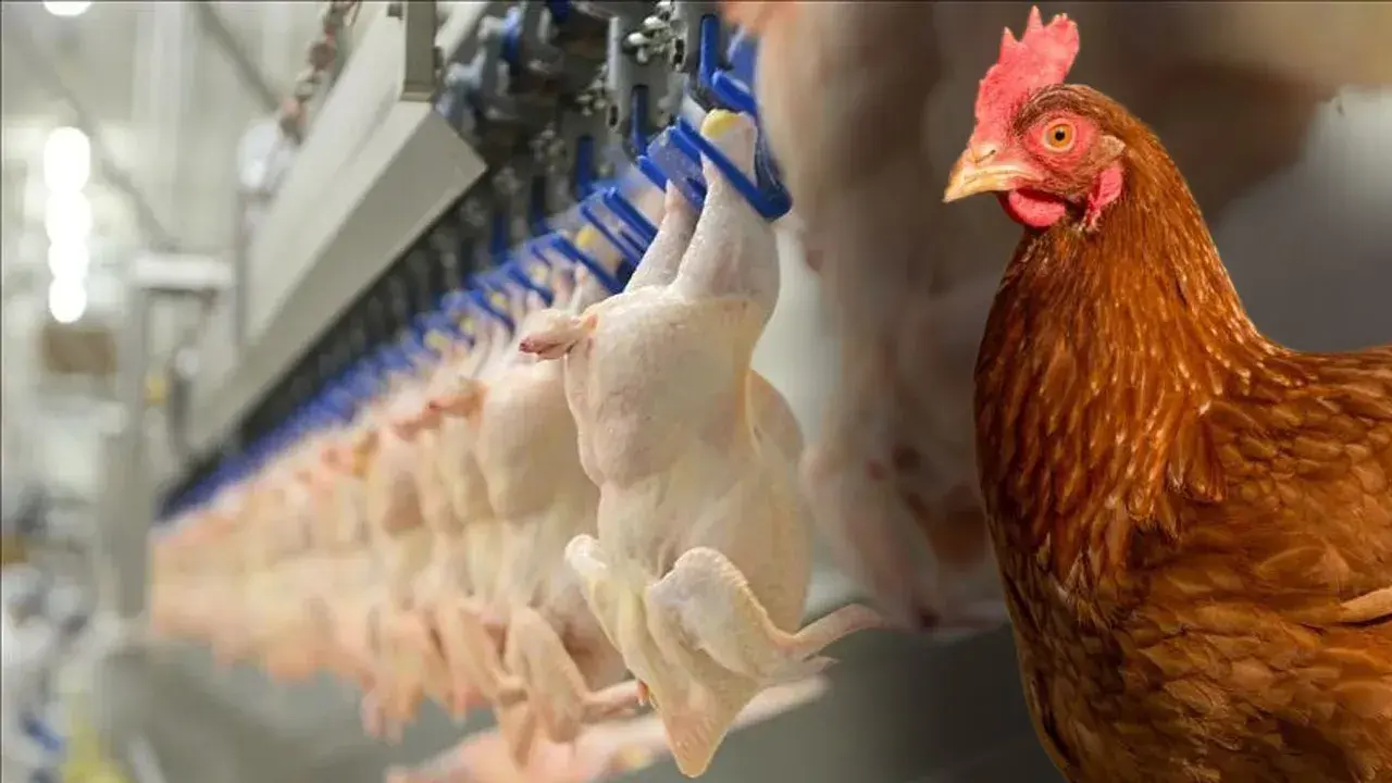 Tavuk ve Tavuk Ürünleri İhracatı Geçici Olarak Durduruldu 1