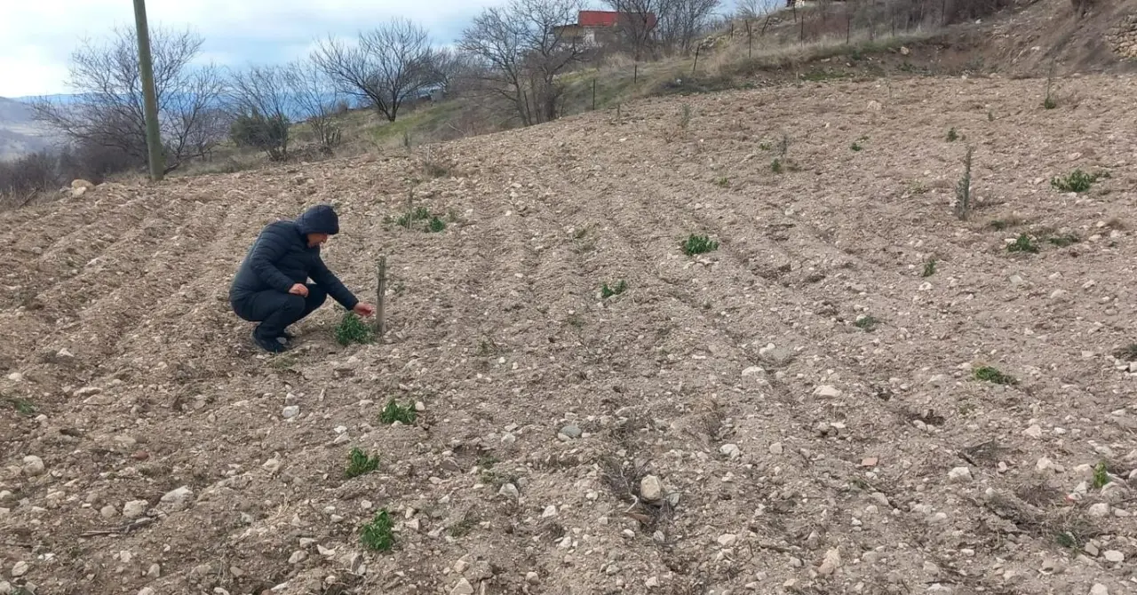 Amasya’da Zeytincilik Gelişiyor 1
