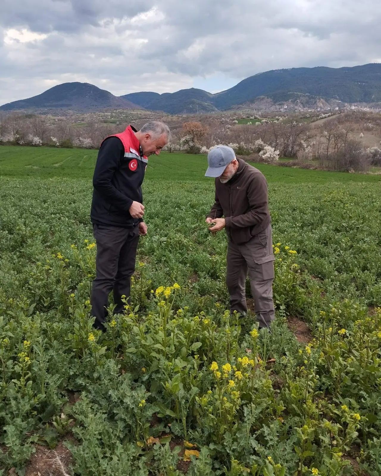 Amasya’da Kanola Tarlaları Denetlendi 1