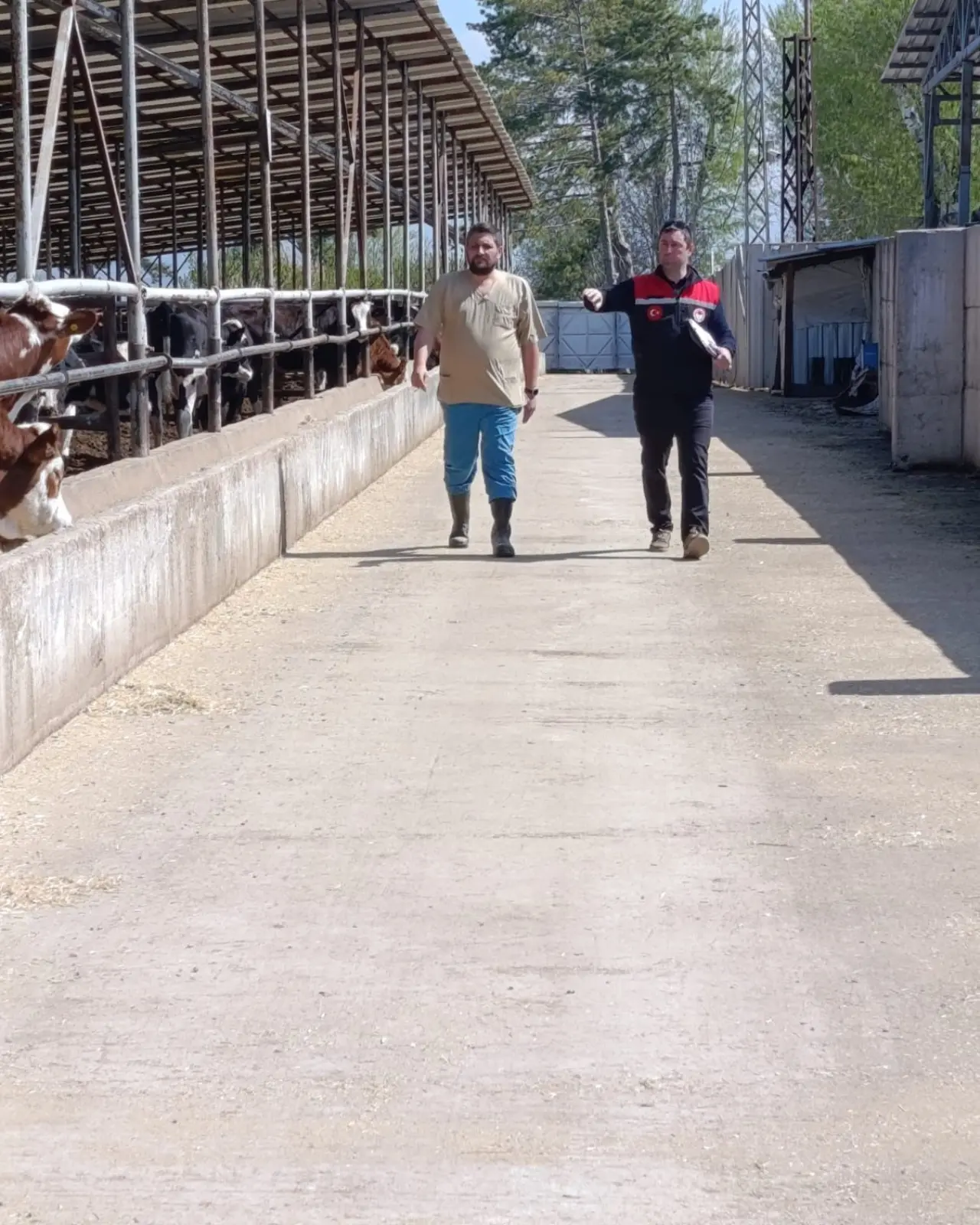 Amasya’da Hayvancılıkta Saha Atağı! 2