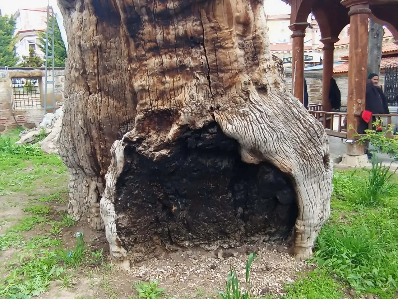 400 Yıllık Çınar Arıların Yuvası Oldu! 2