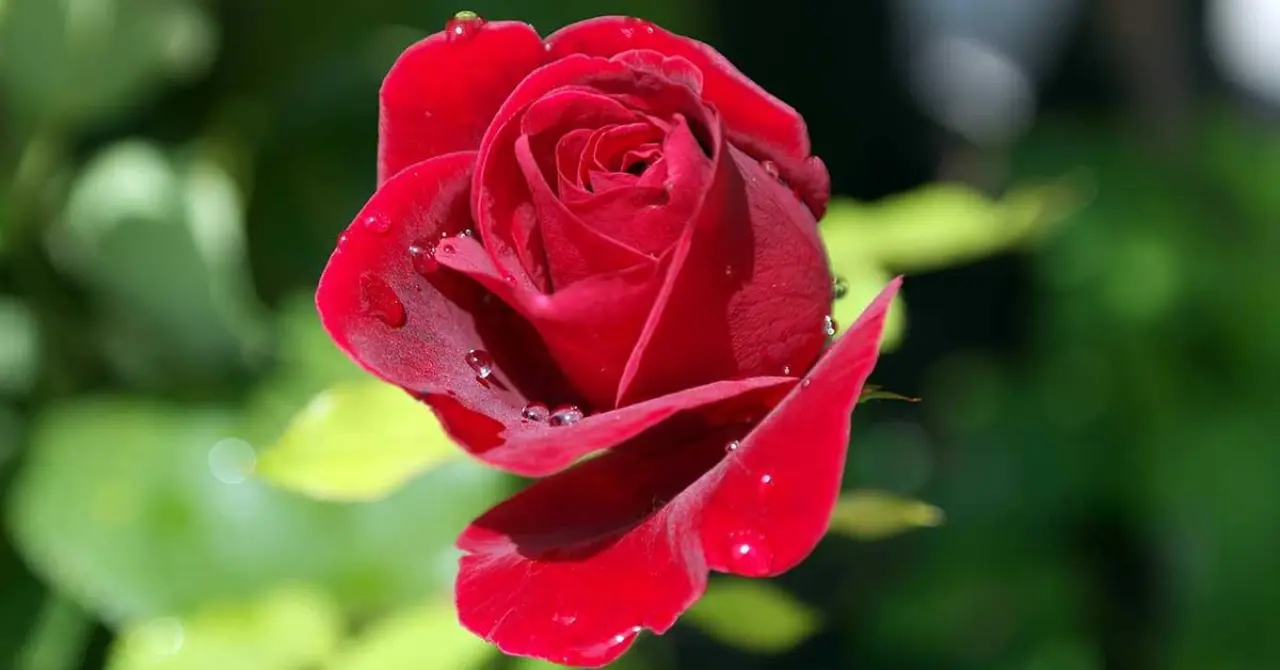 Rüyada Kırmızı Görmek Ne Anlama Gelir? Aşk, Öfke ve Güç Mesajı mı? 3