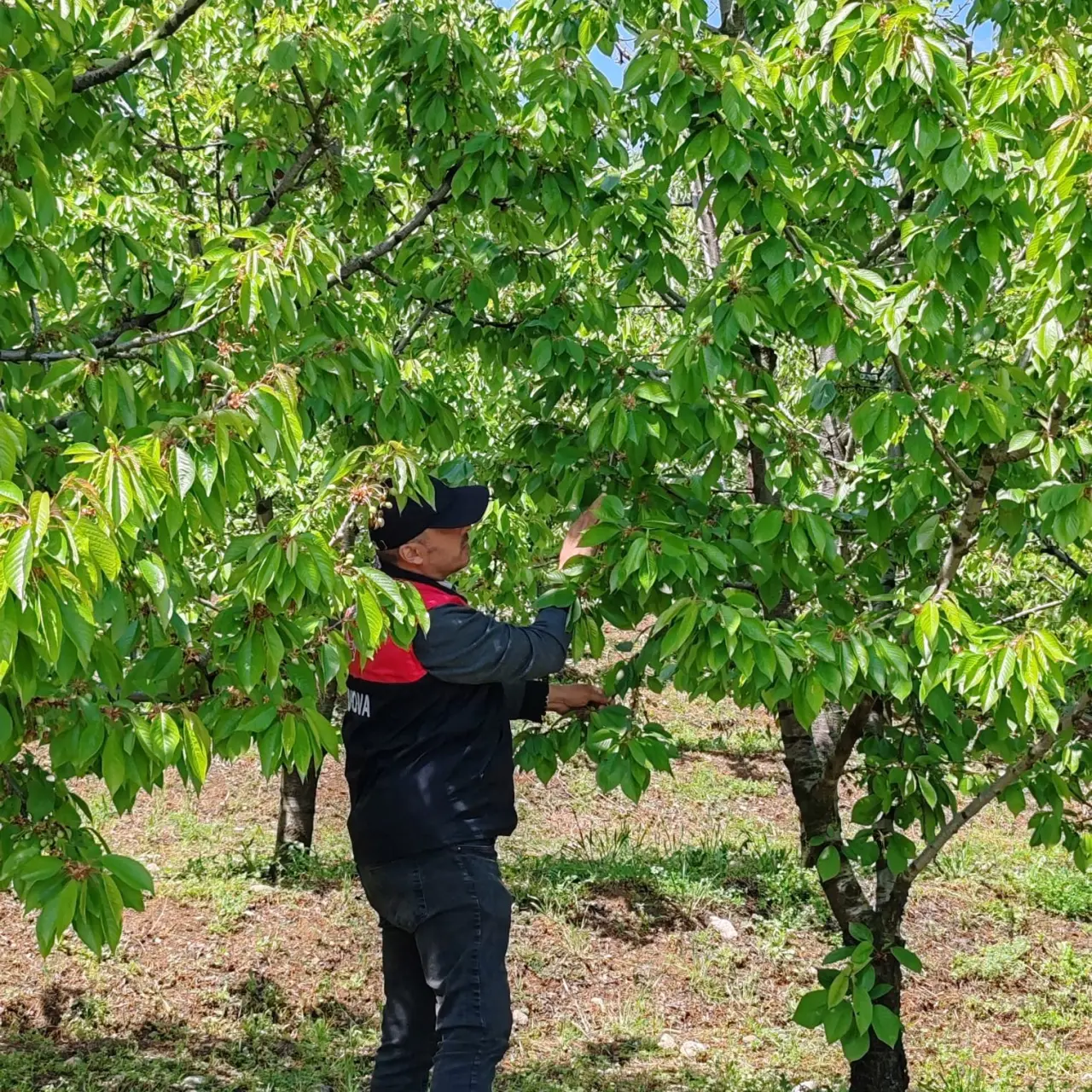 Amasya’da Yağış Sonrası Tarım Arazilerinde İnceleme Yapıldı 2