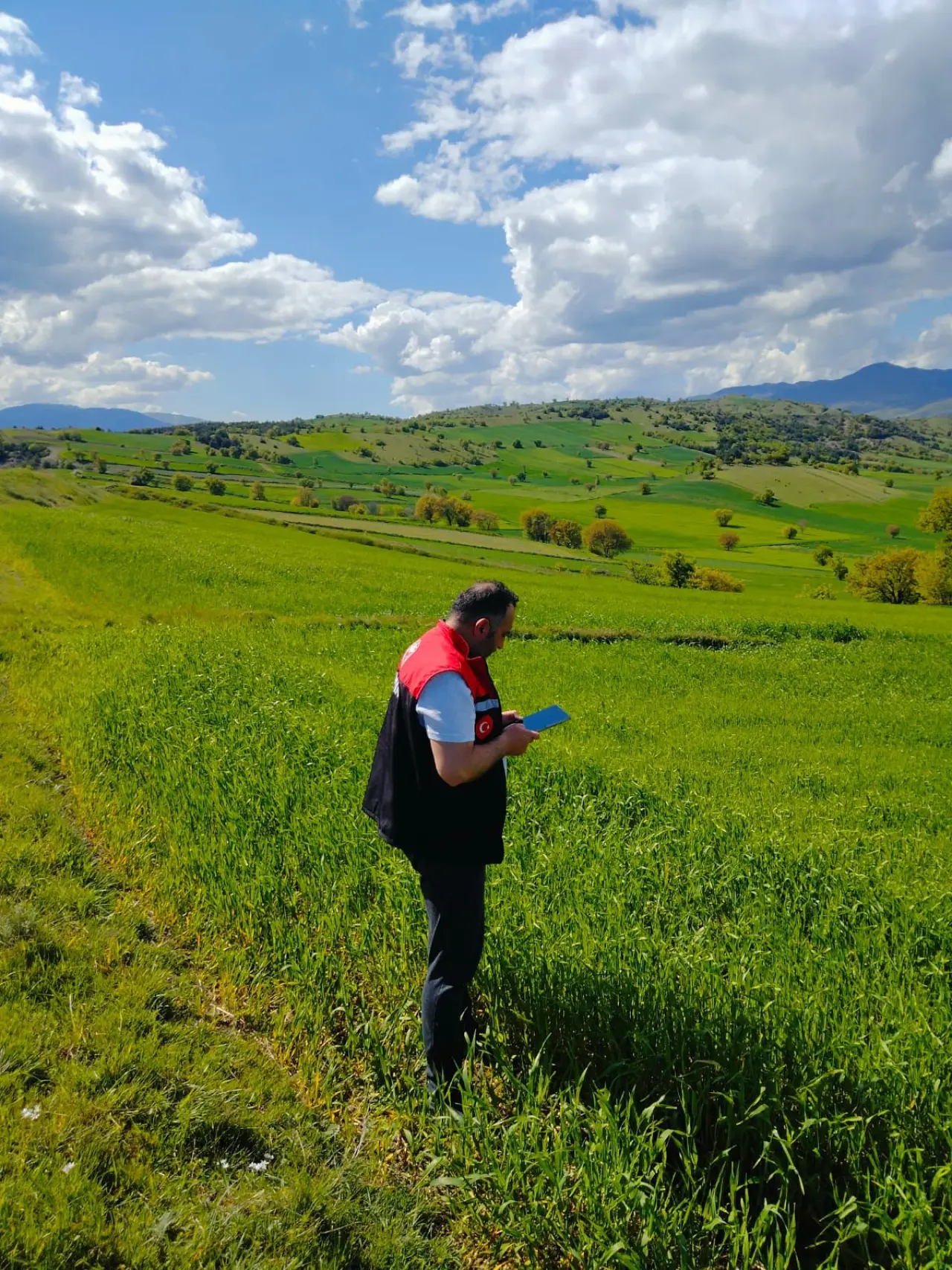 Amasya’da Yem Bitkisi Kontrolleri Sürüyor 3