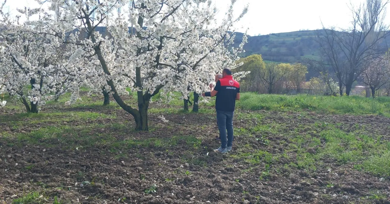 Amasya’da Zirai Don Kontrolleri Sürüyor 1