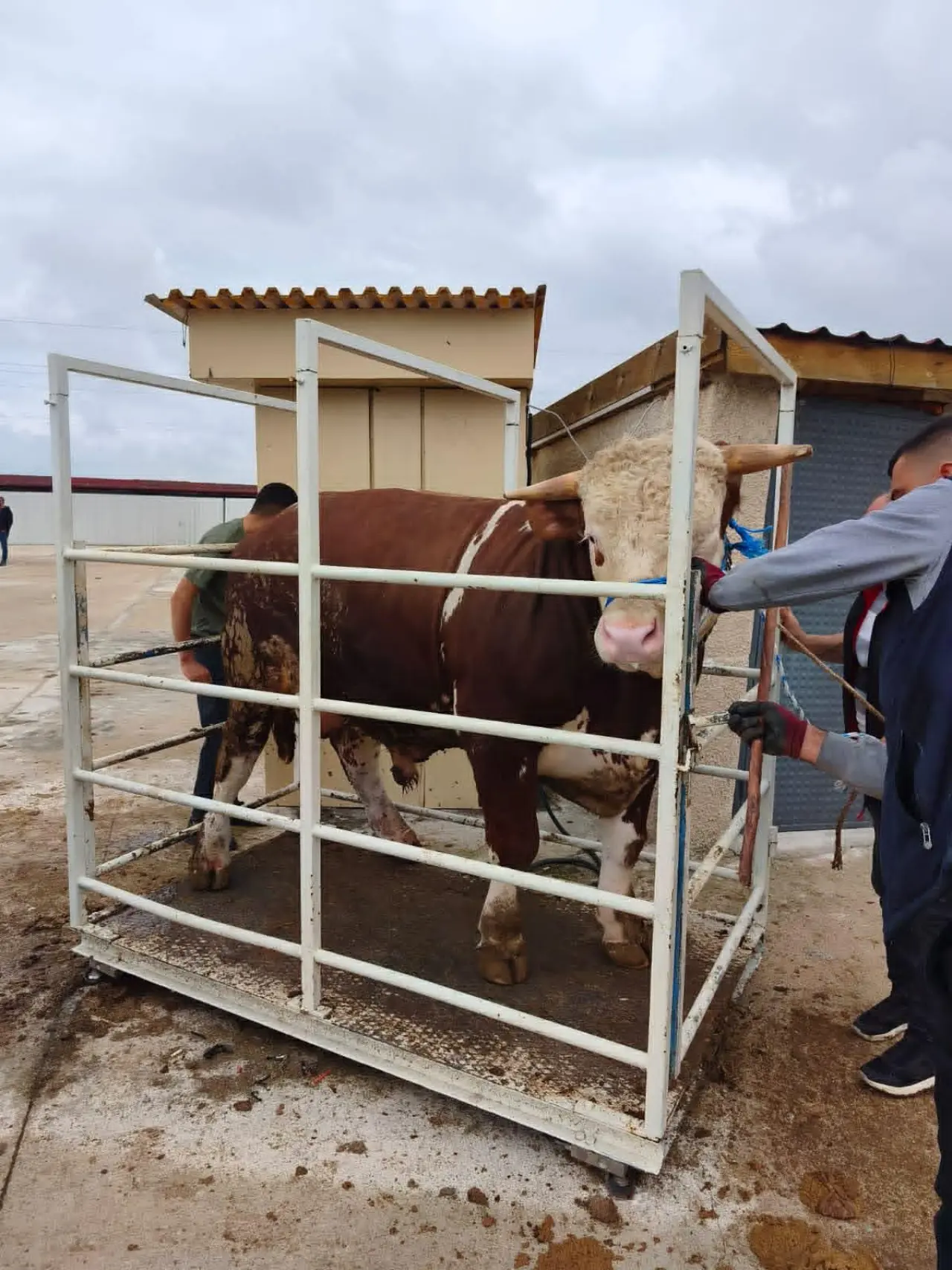 Hayvan Pazarında Bayram Umudu Devam Ediyor 2