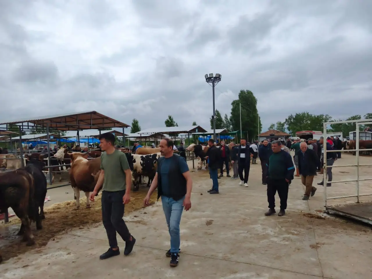 Hayvan Pazarında Bayram Umudu Devam Ediyor 1