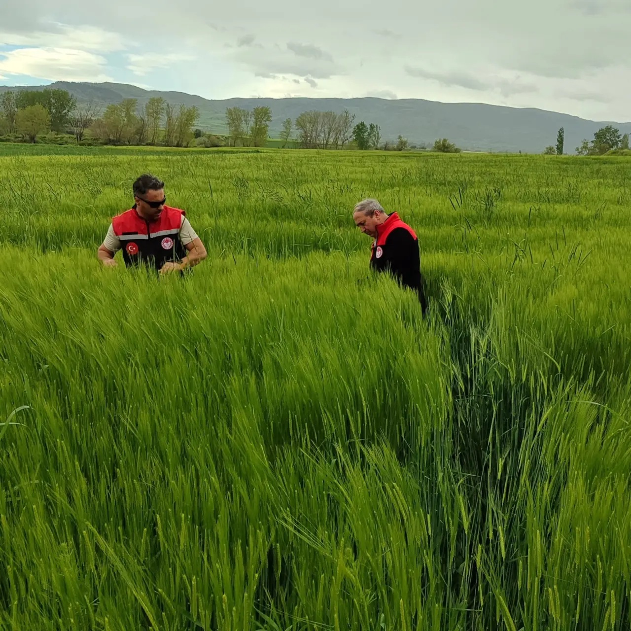 Merzifon’da Hasar Tespiti Başladı 1