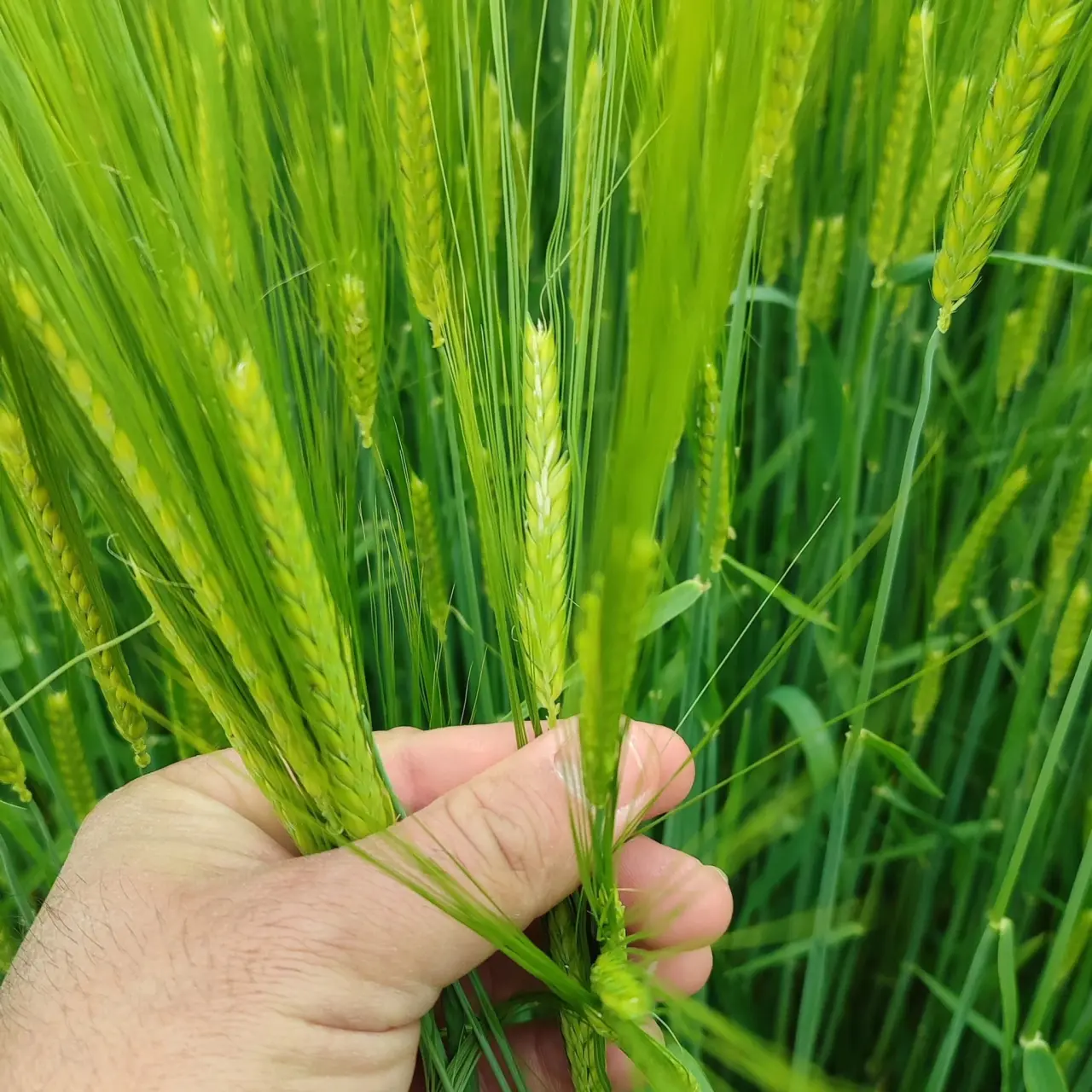 Merzifon’da Hasar Tespiti Başladı 3