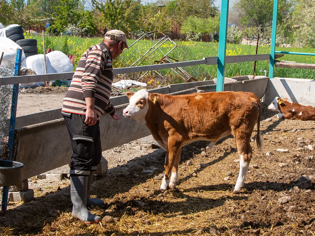 Merzifon’da Hayvancılığa Can Suyu 4