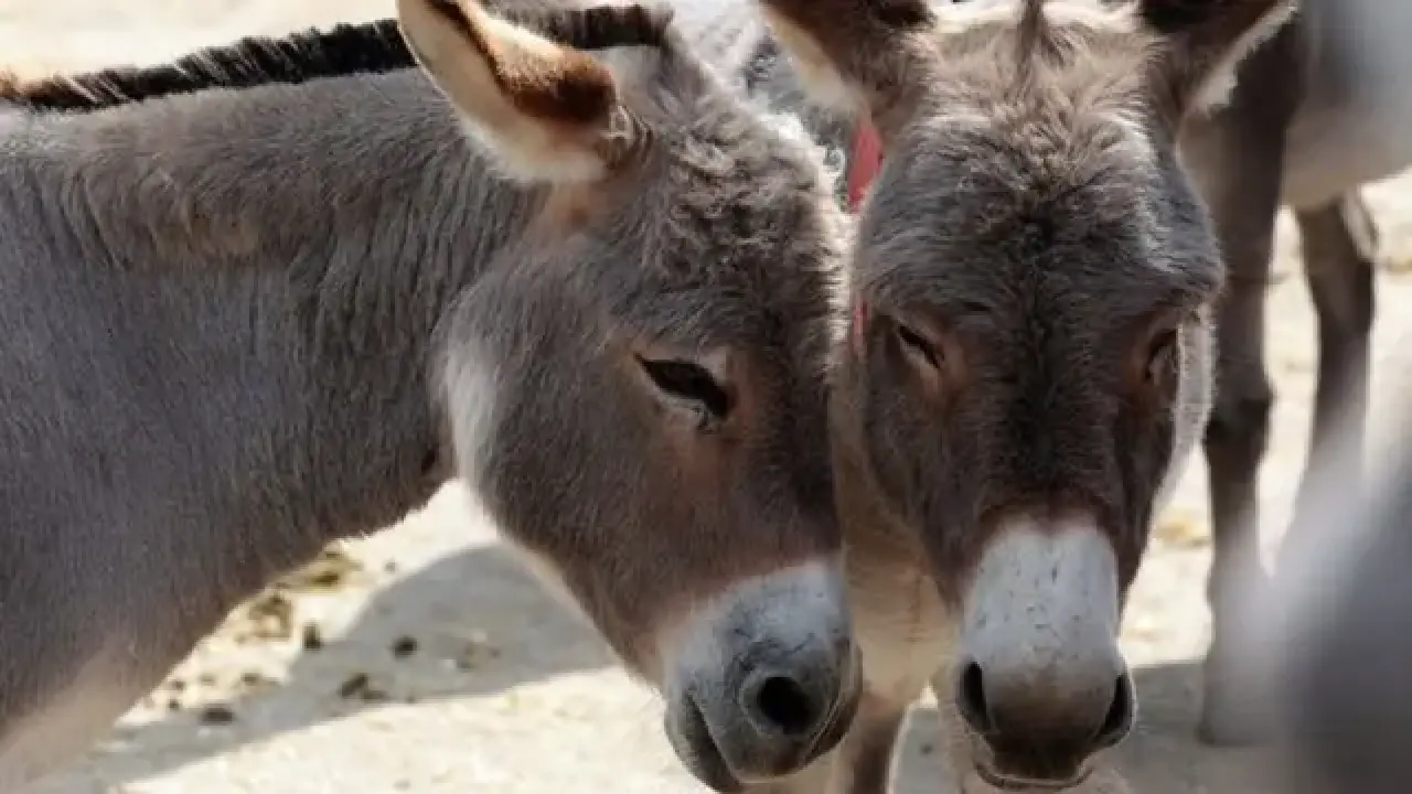 Rüyada Eşek Görmek Ne Anlama Geliyor? Sabır, Kazanç ve Gizli Düşmanlık Mesajı mı? 1