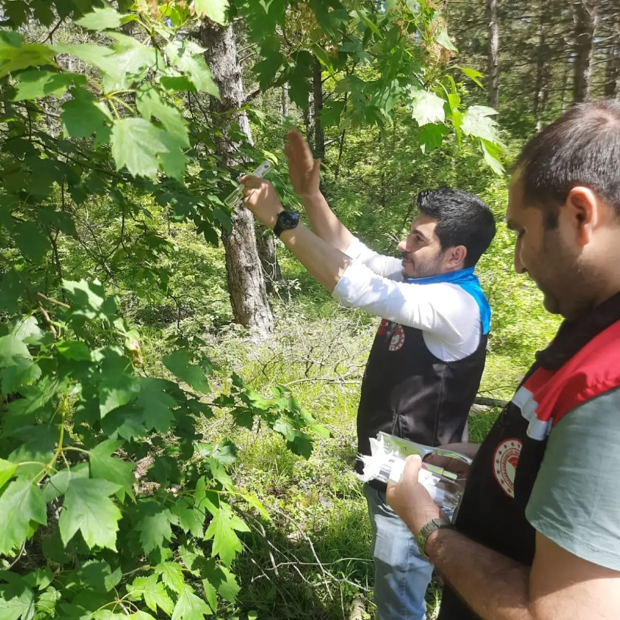 Amasya’da Doğaya Samuray Arıcığı Salındı 1