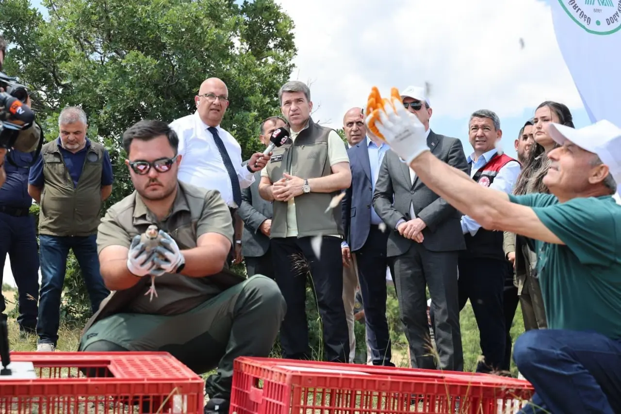 Amasya'da Doğaya Yüzlerce Kınalı Keklik Salındı 2
