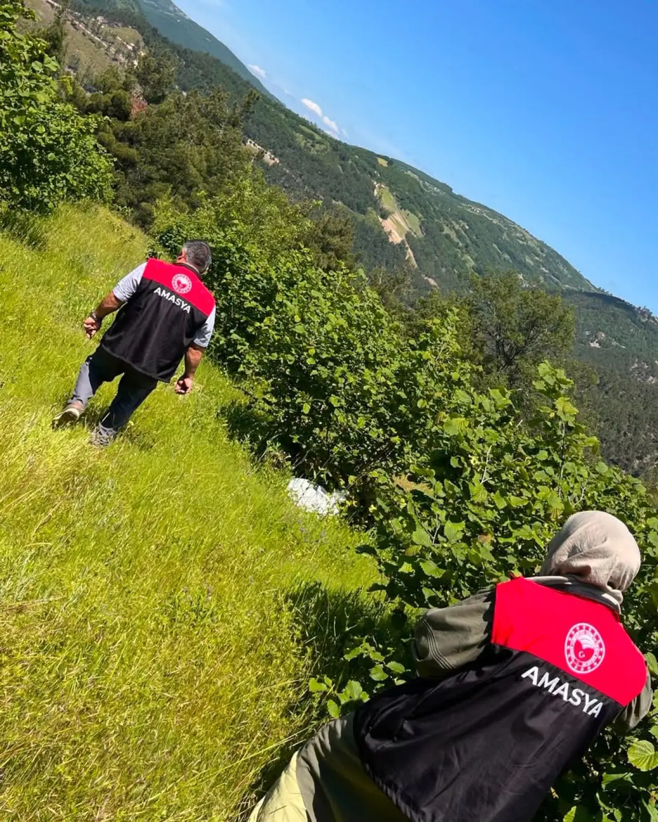 Amasya’da Fındık Bahçeleri Mercek Altında! 1