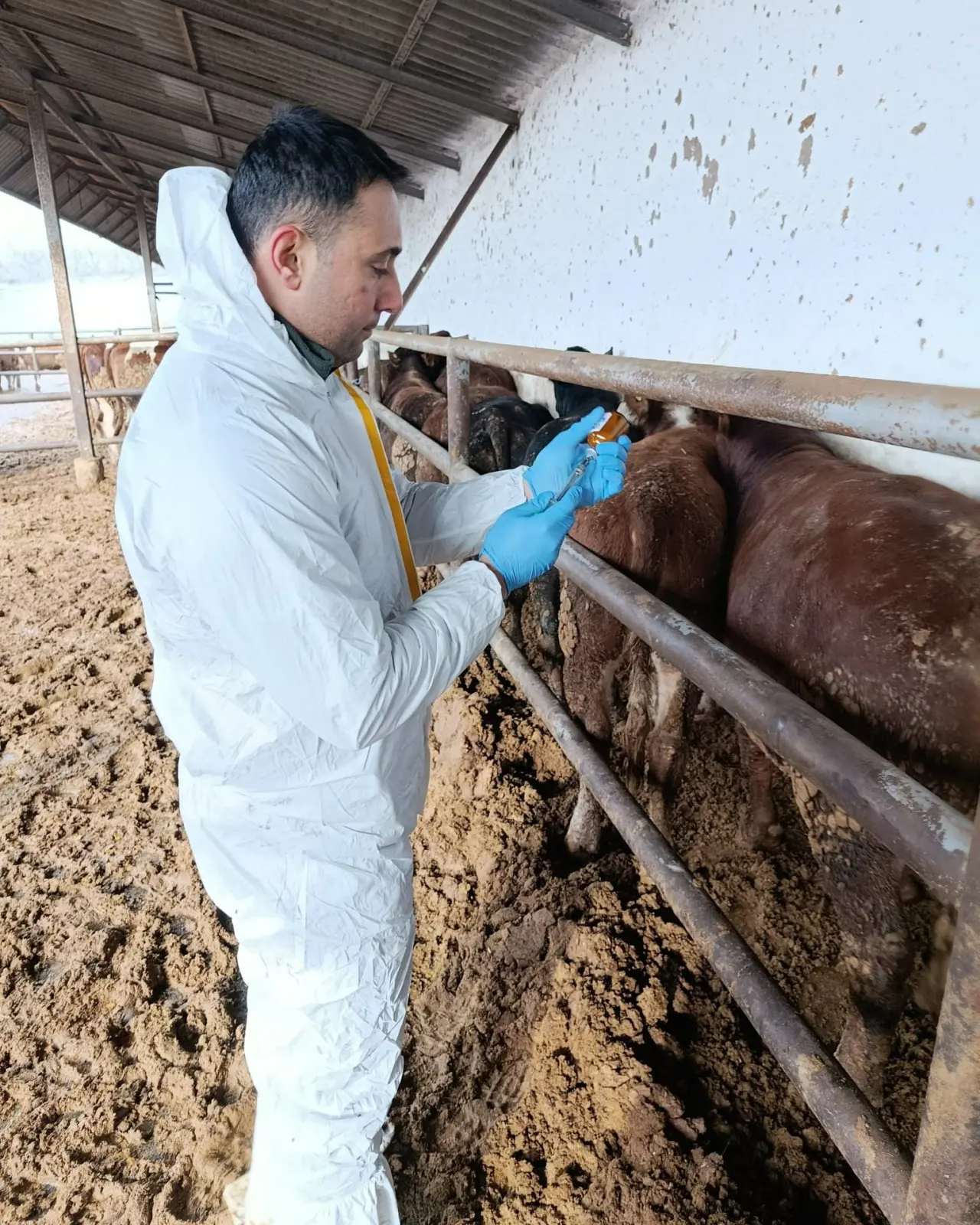 Amasya’da Hayvan Sevkleri Sorunsuz Tamamlandı 3