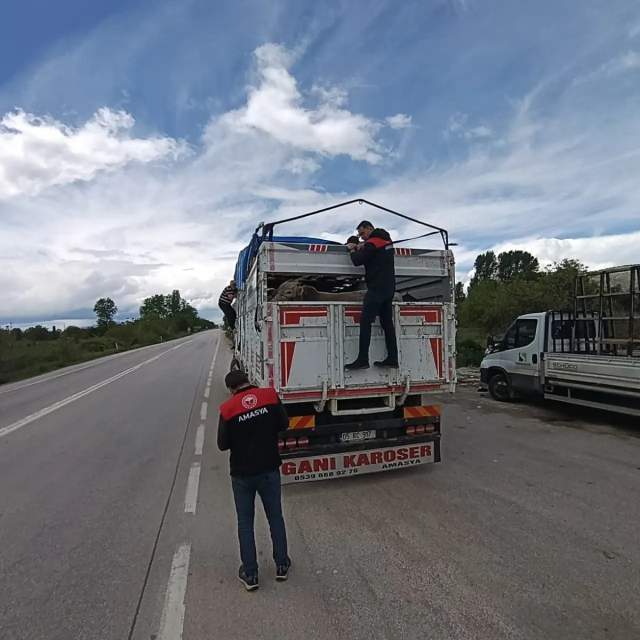 Amasya’da Hayvan Sevkleri Sorunsuz Tamamlandı 4