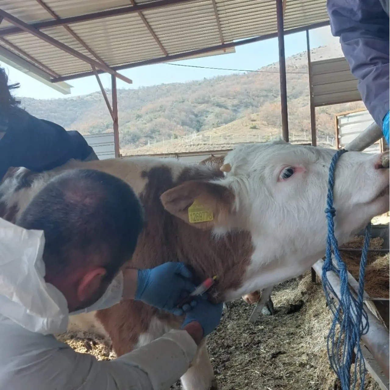 Amasya’da Hayvan Sevkleri Sorunsuz Tamamlandı 2