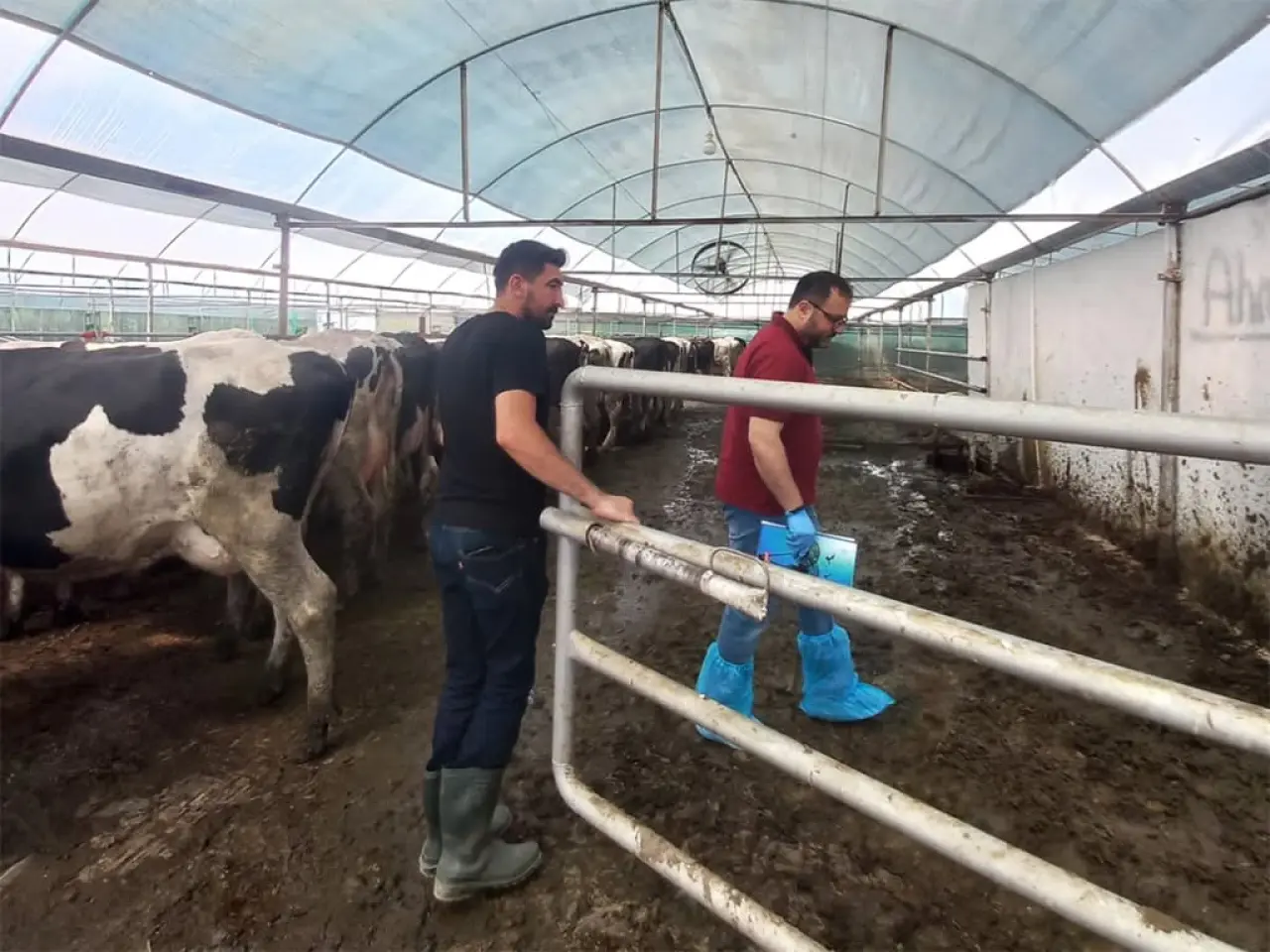 Amasya'da Hayvancılığa Proje Desteği 1