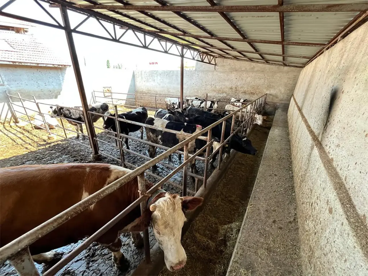 Amasya'da Hayvancılığa Proje Desteği 4