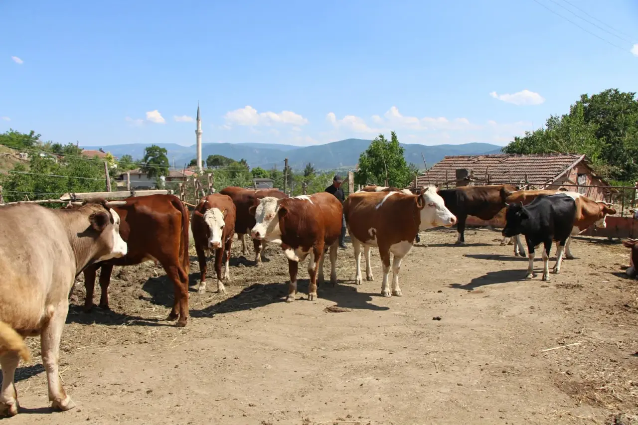 Amasya’da Renkli Hayvancılık Hikayesi 3