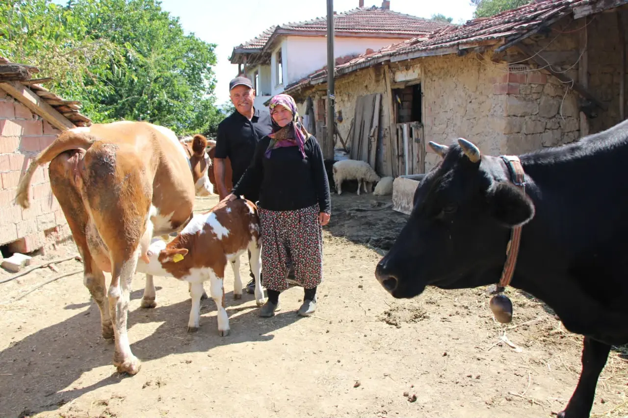 Amasya’da Renkli Hayvancılık Hikayesi 1