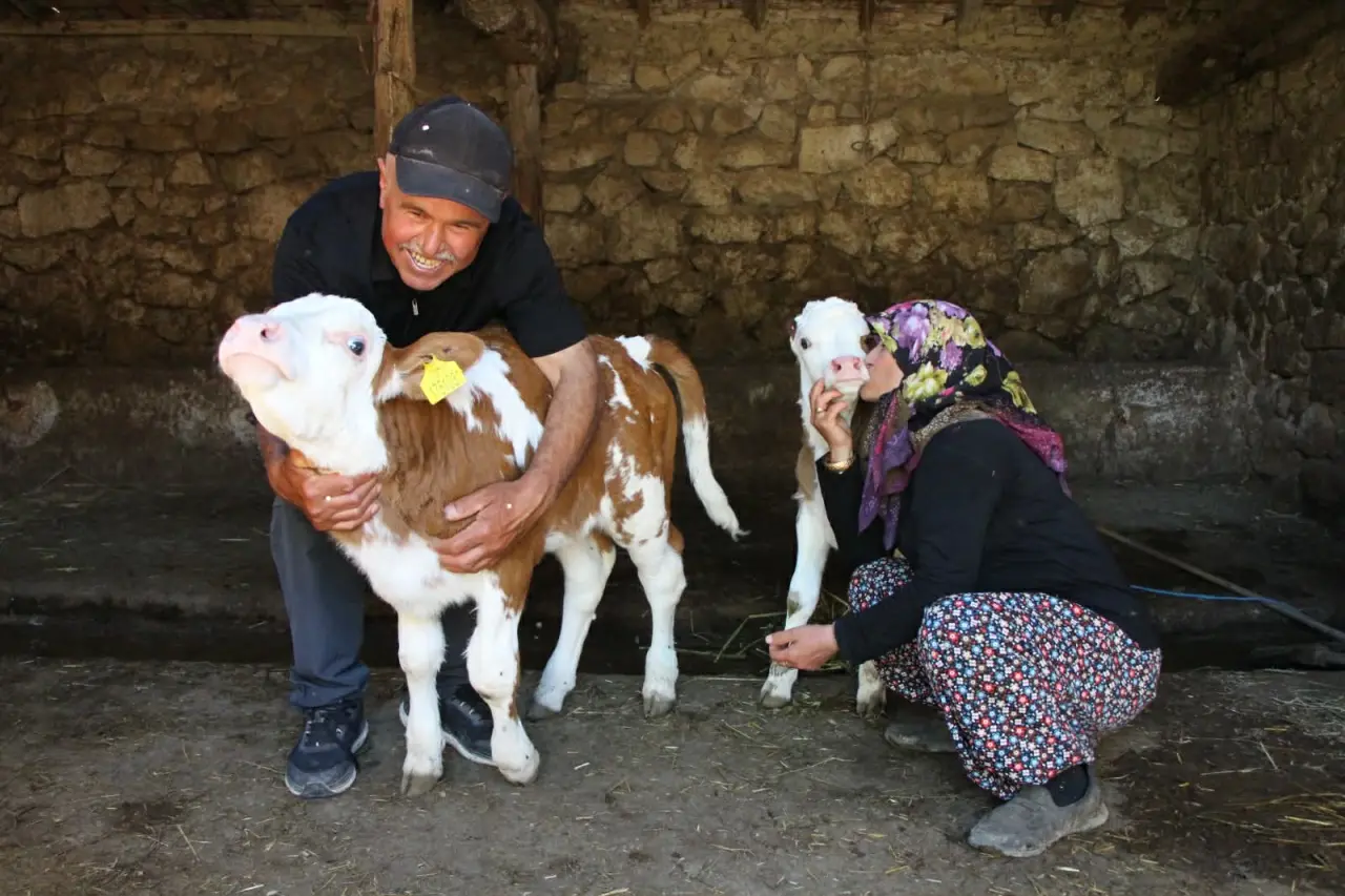 Amasya’da Renkli Hayvancılık Hikayesi 6